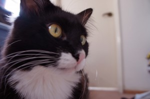 DSC00879